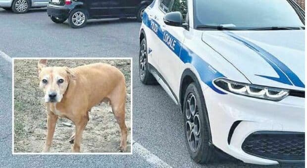  Roma, aggredite in casa dal loro cane: nonna, figlia e nipote in ospedale. Alla più anziana le ha quasi staccato la guancia 