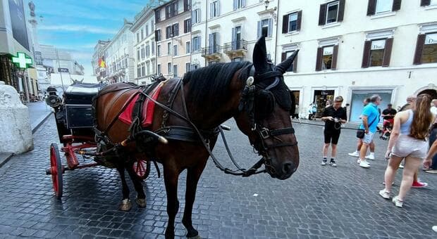  Botticelle a Roma, l?ultima corsa: trattativa in Campidoglio, due taxi a ogni vetturino 