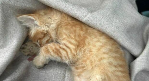 Ivrea, gattino lanciato da un auto in corsa: Angel muore dopo 10 minuti di agonia tra le braccia dei soccorritori 