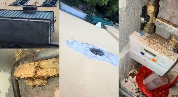  Vespa Orientalis, nido nel contatore del gas a Roma. «Sono entrata in cucina e ho aperto lo sportello». Poi la scoperta choc 