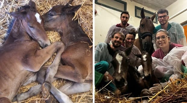 Una cavalla dà alla luce due gemelli. «Jole e Cosimo avevano solo l'1% di possibilità di sopravvivere» 