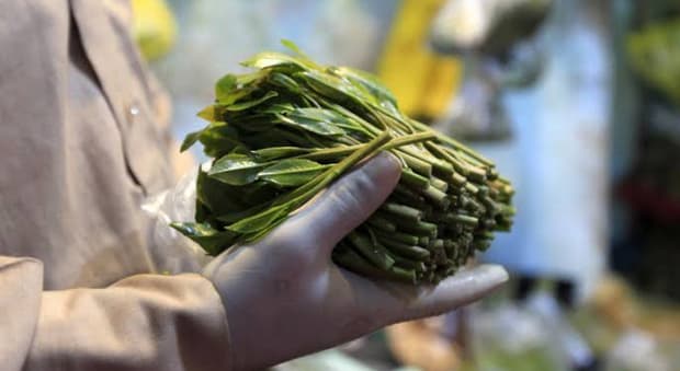  Khat, la "droga dei faraoni" fabbricata con foglie e germogli: gli effetti psicoattivi e i pericoli 