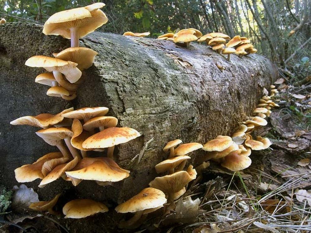 Veroli, corso gratuito per imparare a riconoscere e raccogliere i funghi con lezioni e uscita nei boschi di Prato di Campoli