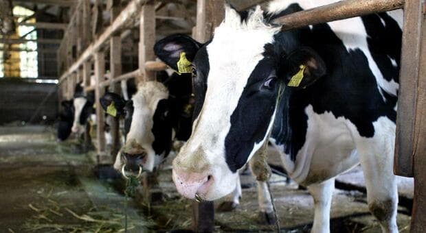  Roma, il caldo manda in crisi le mucche. Rallenta la produzione del latte: «Tre litri in meno al giorno per ogni capo» 