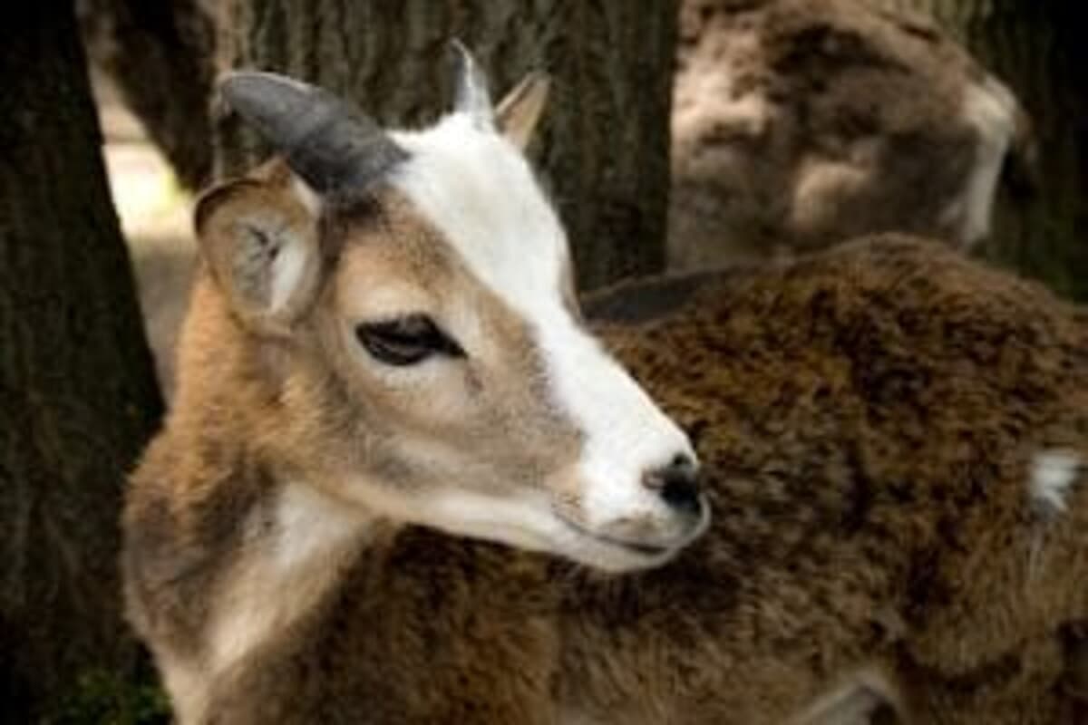 Maltratta delle capre ed immobilizza un'asina, 30enne denunciato per maltrattamento di animali