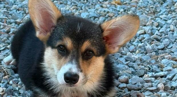  Roma, cucciolo di Corgi sbranato dai pitbull: rintracciato il proprietario. I cani sequestrati e separati 