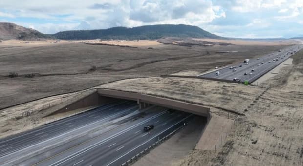 Il ponte per animali più grande al mondo (costato 15 milioni). Dalla sua inaugurazione ha ridotto del 91% gli incidenti 