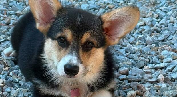  Roma, cucciola di Corgi sbranata da 5 pitbull senza museruola a Villa Borghese: padrona sotto shock, paura per i figli 