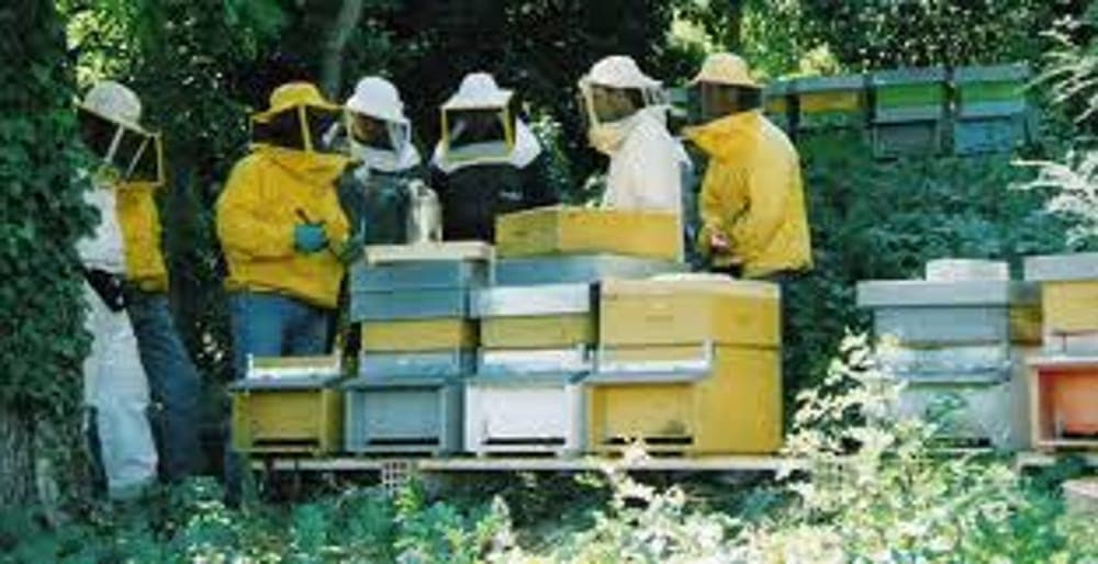 Allarme negli alveari del Lazio: scoperto il coleottero Aethina tumida, coinvolta anche la provincia di Frosinone