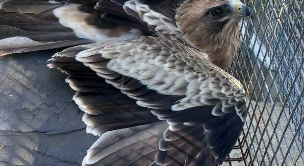  Aquila minore in migrazione uccisa da un cacciatore a Velletri. Giuseppe Conidi: «La natura non è un bersaglio» 