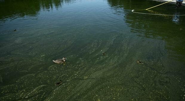  Trump, il flop del restauro della Reflecting Pool di Washington (costato 14 milioni): la vasca diventa verde. «Colpa dei vandali, li arrestiamo» 