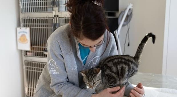  Roma, gatti rapiti e seviziati: l?accumulatrice seriale condannata a 5 mesi 