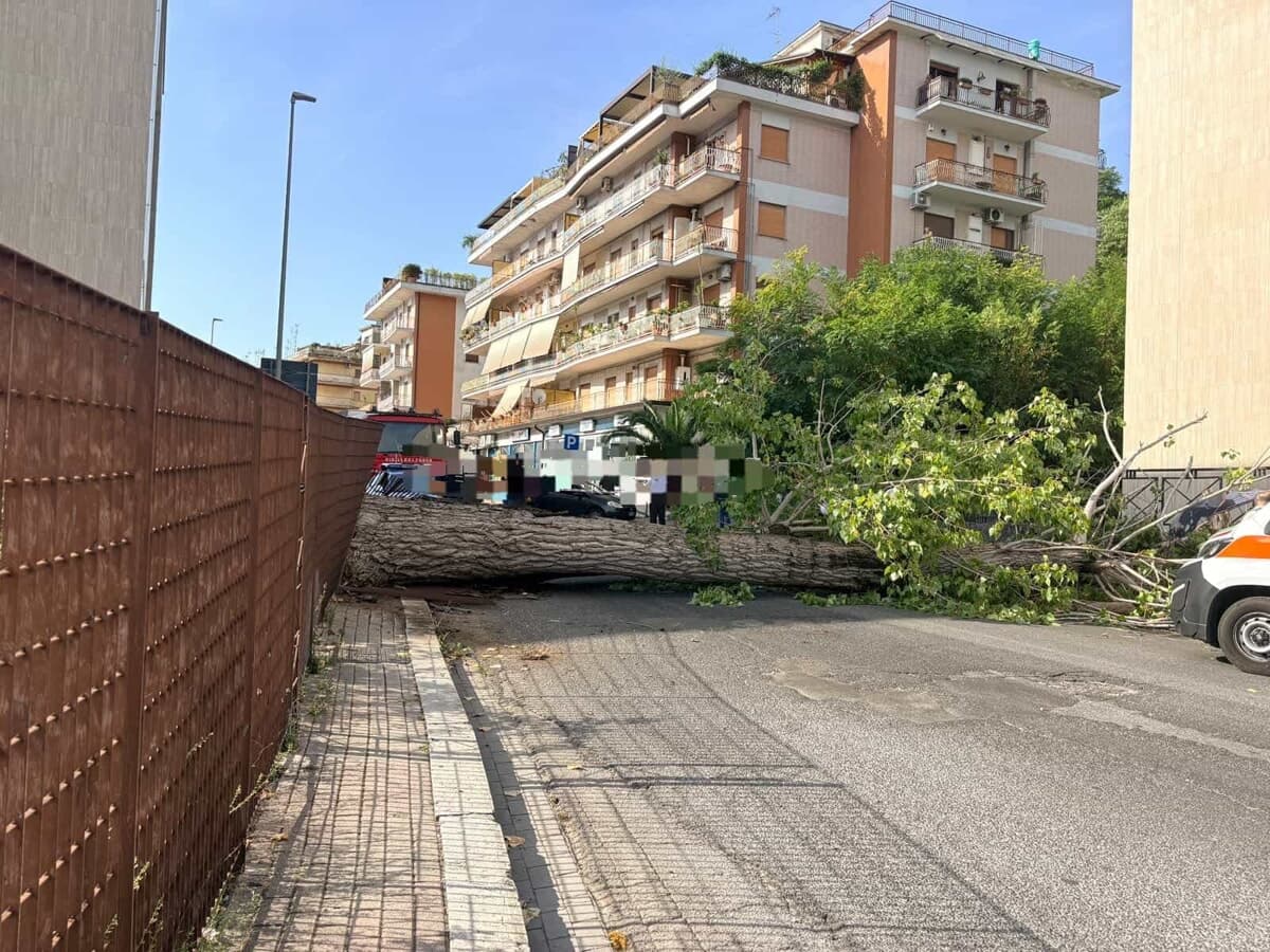 Cassino, albero cade alla palazzina di Ingegneria: il ministro Bernini chiama il rettore
