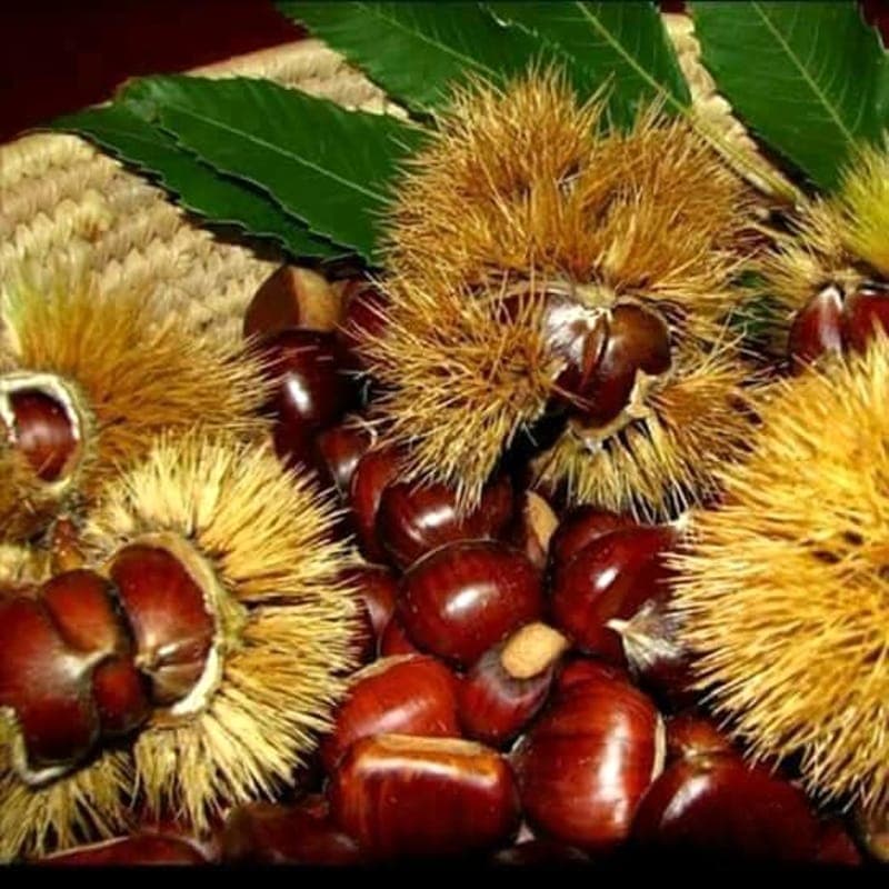 Fiuggi, "Castagne Insieme 2026"