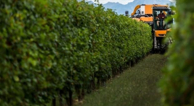  Vendemmia anticipata per il caldo estremo, usata anche la crema solare per proteggere l'uva: «Crea uno strato sui grappoli» 
