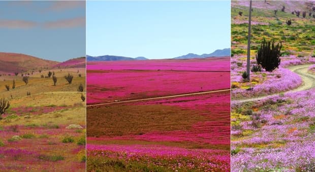  Atacama, il Super El Niño fa fiorire in anticipo il deserto più arido del mondo: i 180 millimetri di pioggia e il fenomeno del "desierto florido" 