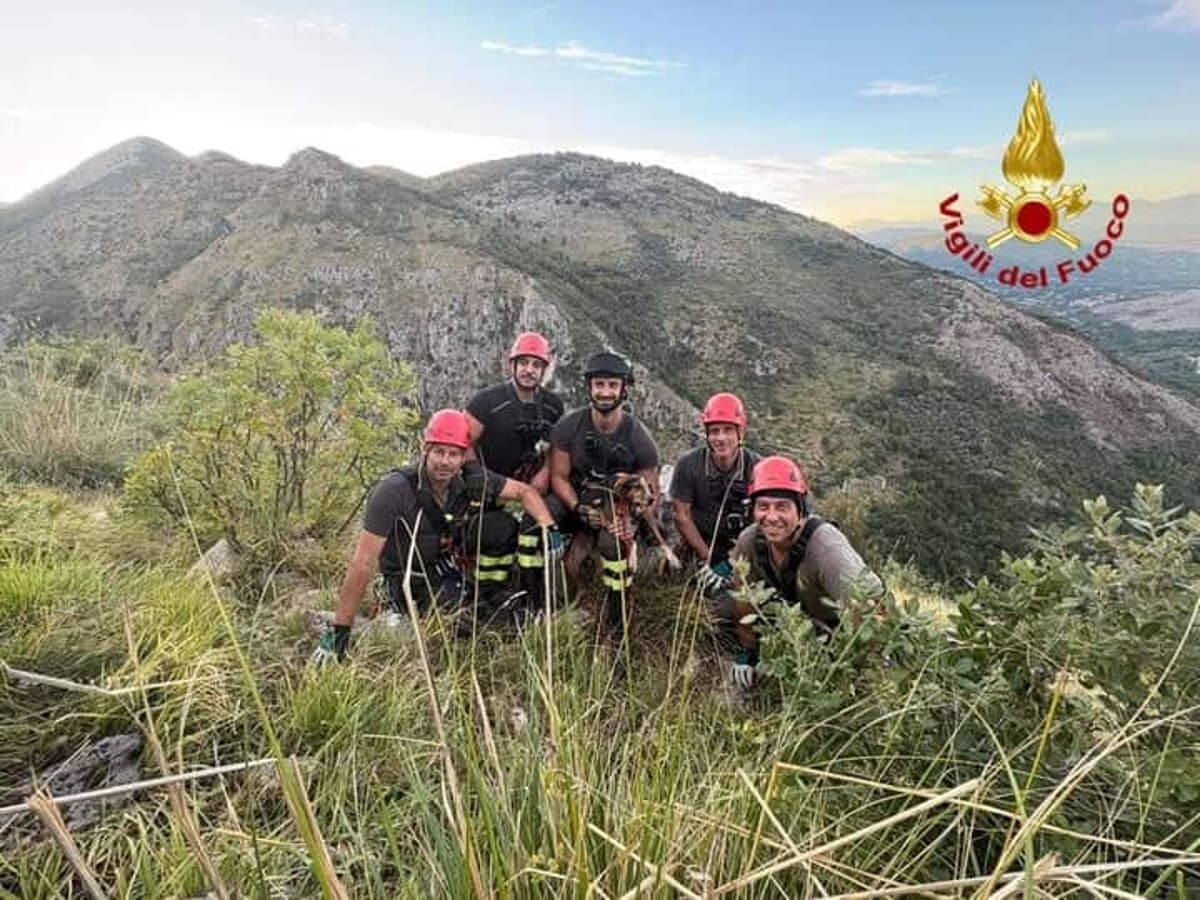 Cagnolina precipita in un dirupo di oltre 200 metri: salvata dopo due giorni di ricerche
