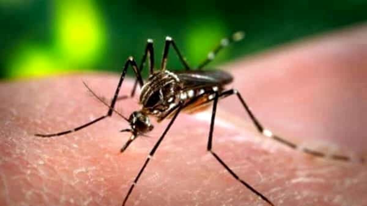 West Nile, primo caso del 2026 in provincia di Frosinone, salgono a 36 i contagi nel Lazio