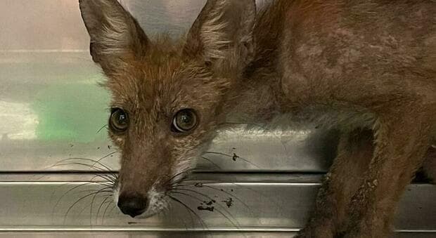  Cercano di impiccare un cucciolo di volpe, orrore nel parco sull'Appia. Gli aguzzini messi in fuga dall?intervento di un runner 