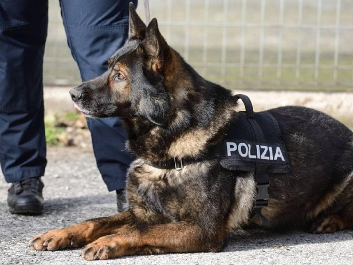 Fiuggi, arriva il cane antidroga "Odina": sequestrato hashish durante i controlli della Polizia