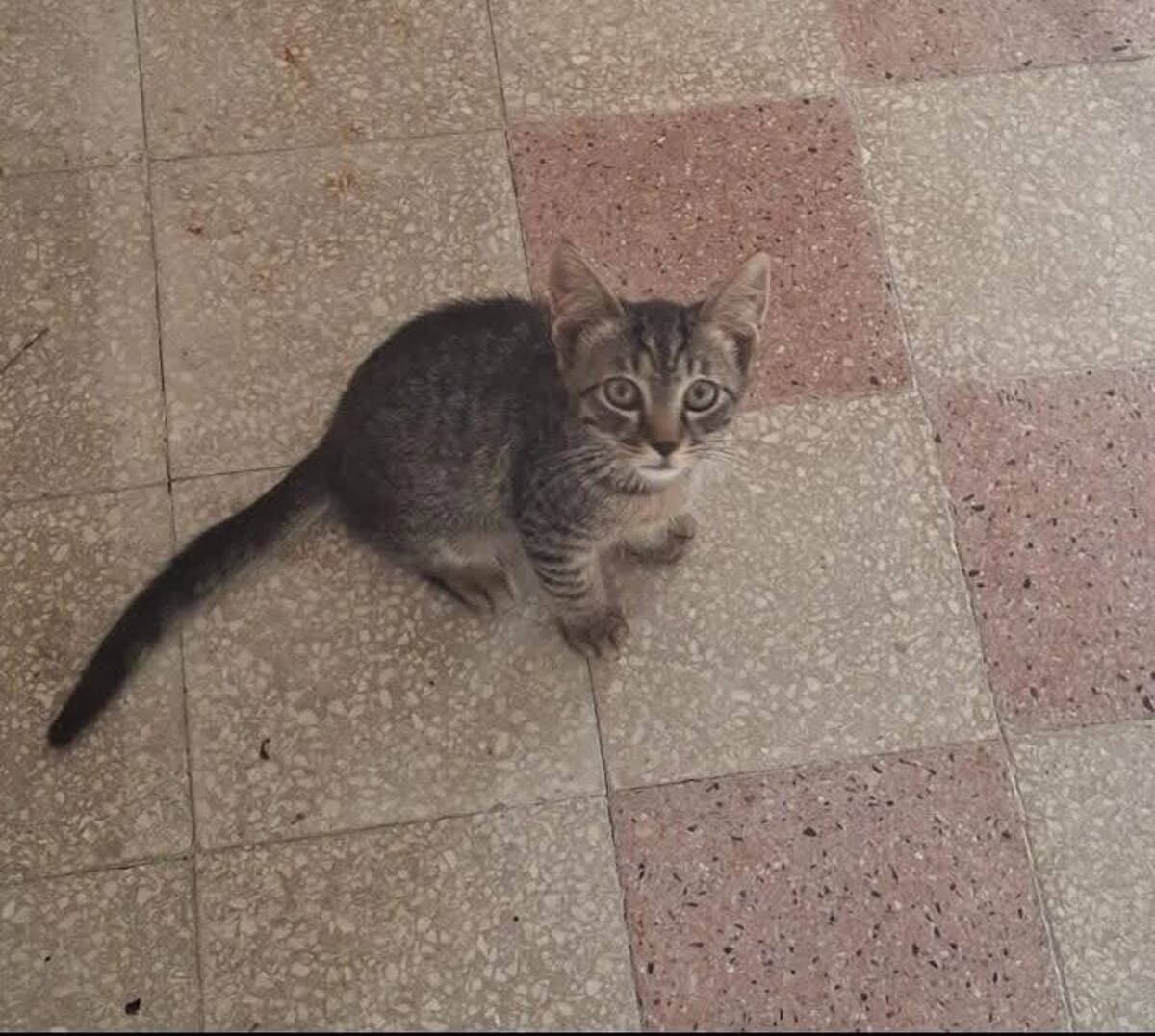 Gattino di otto mesi ucciso a colpi di fucile: paura nel centro storico