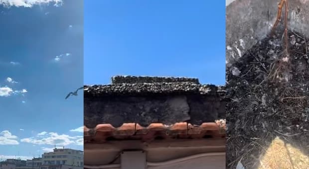  Invasione di gabbiani sul terrazzo di un condominio, residenti aggrediti dai volatili (che volevano proteggere il nido con i pulli). «Così ce ne siamo liberati» 