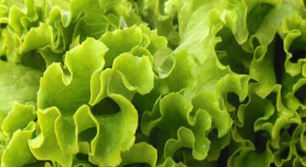  Ciclosporiasi, cos'è la diarrea acuta che sta colpendo gli Usa: sintomi, come si prende e periodo di incubazione. Due morti in Michigan 